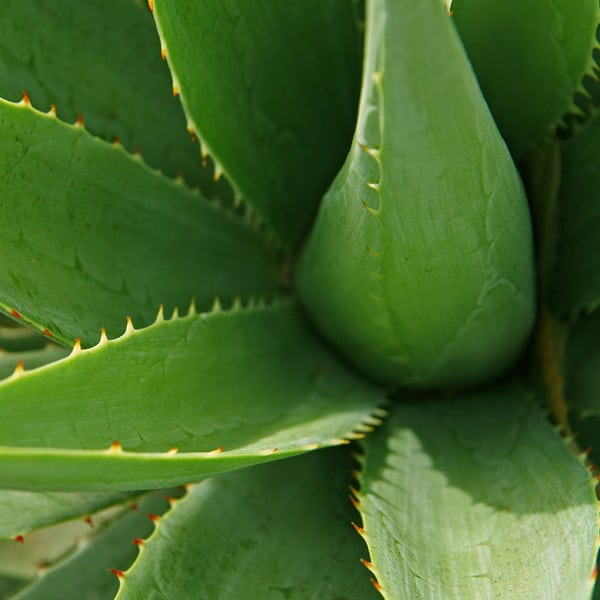 CR31B - Aloe Vera Hand Cream - 75 ml